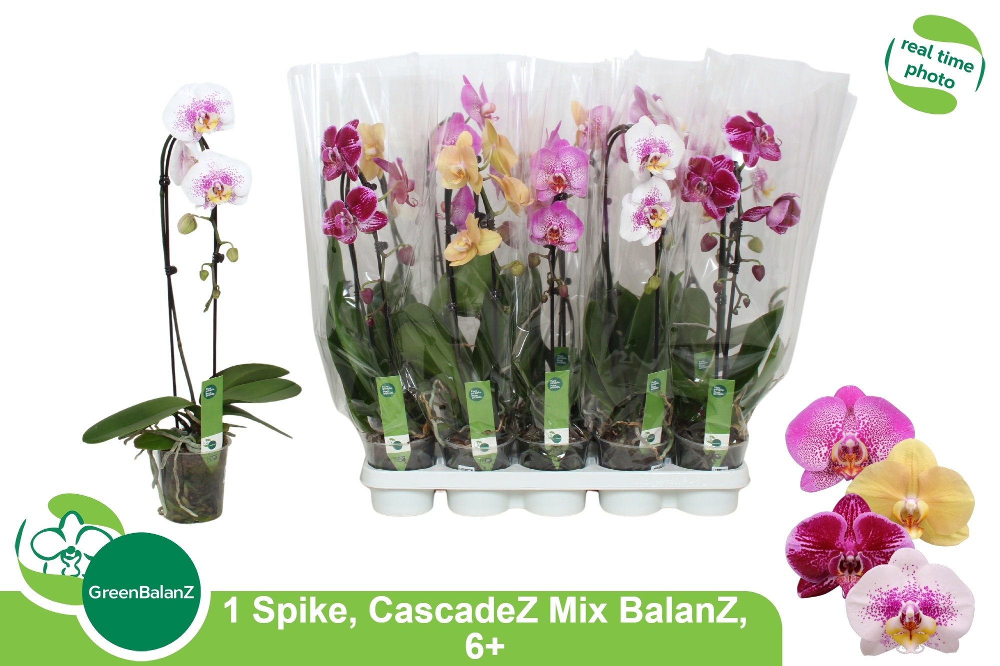 Phal El Cascade 12Ø 55cm