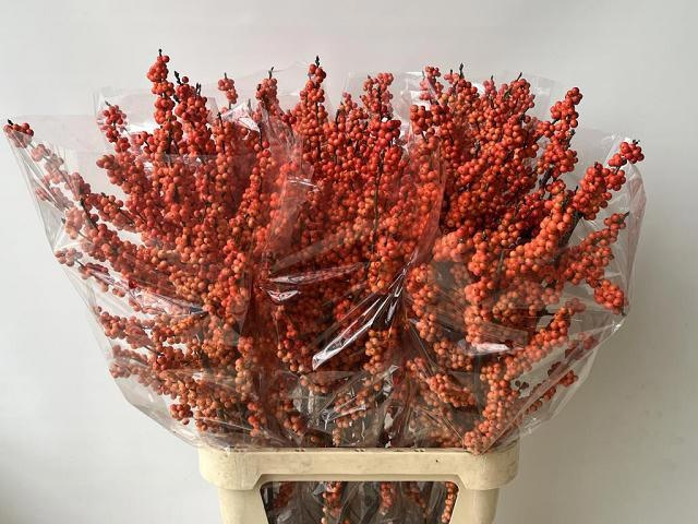 Ilex Mag Daydream 100cm