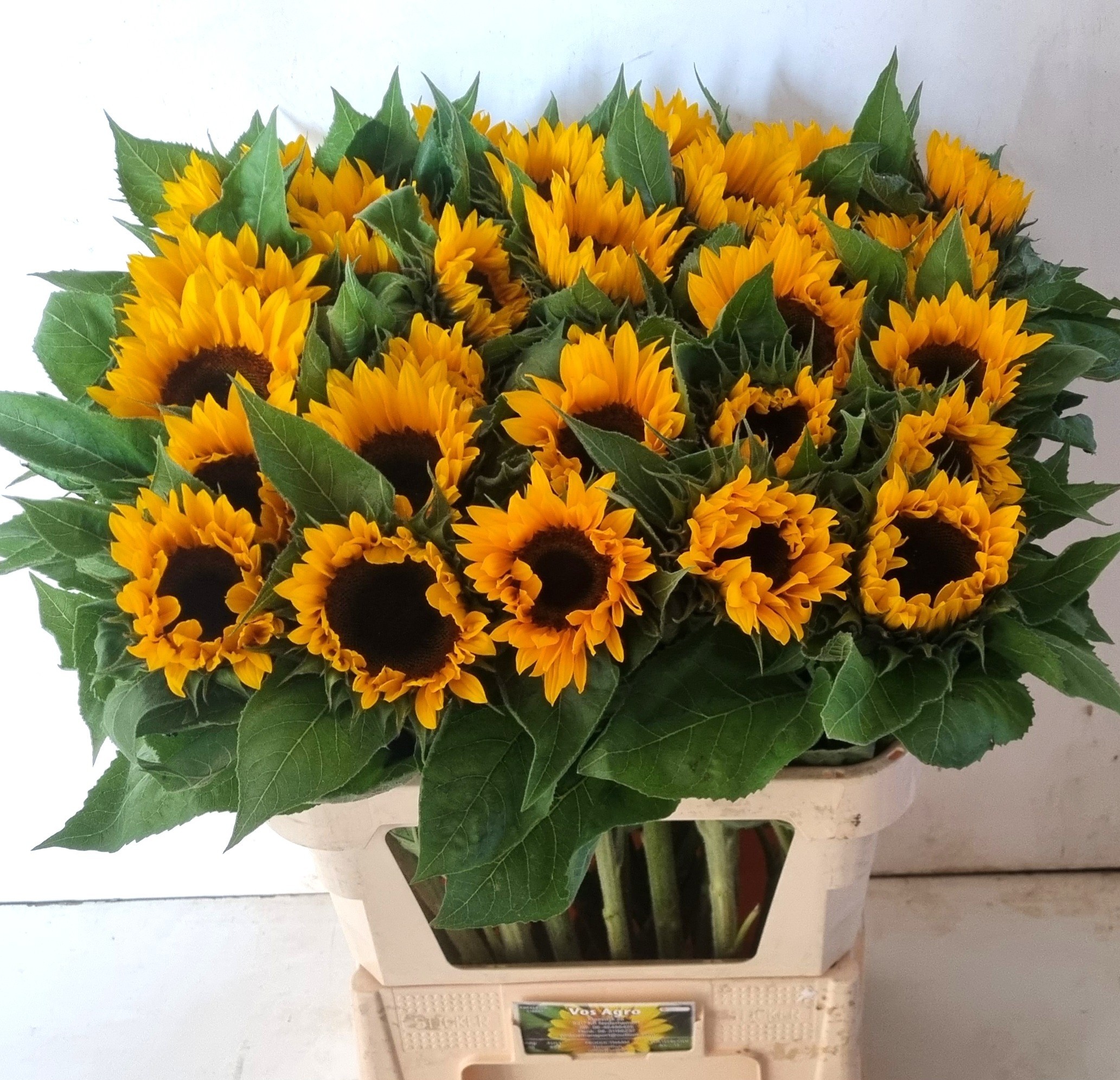 Helianthus Sunrich Or 80cm