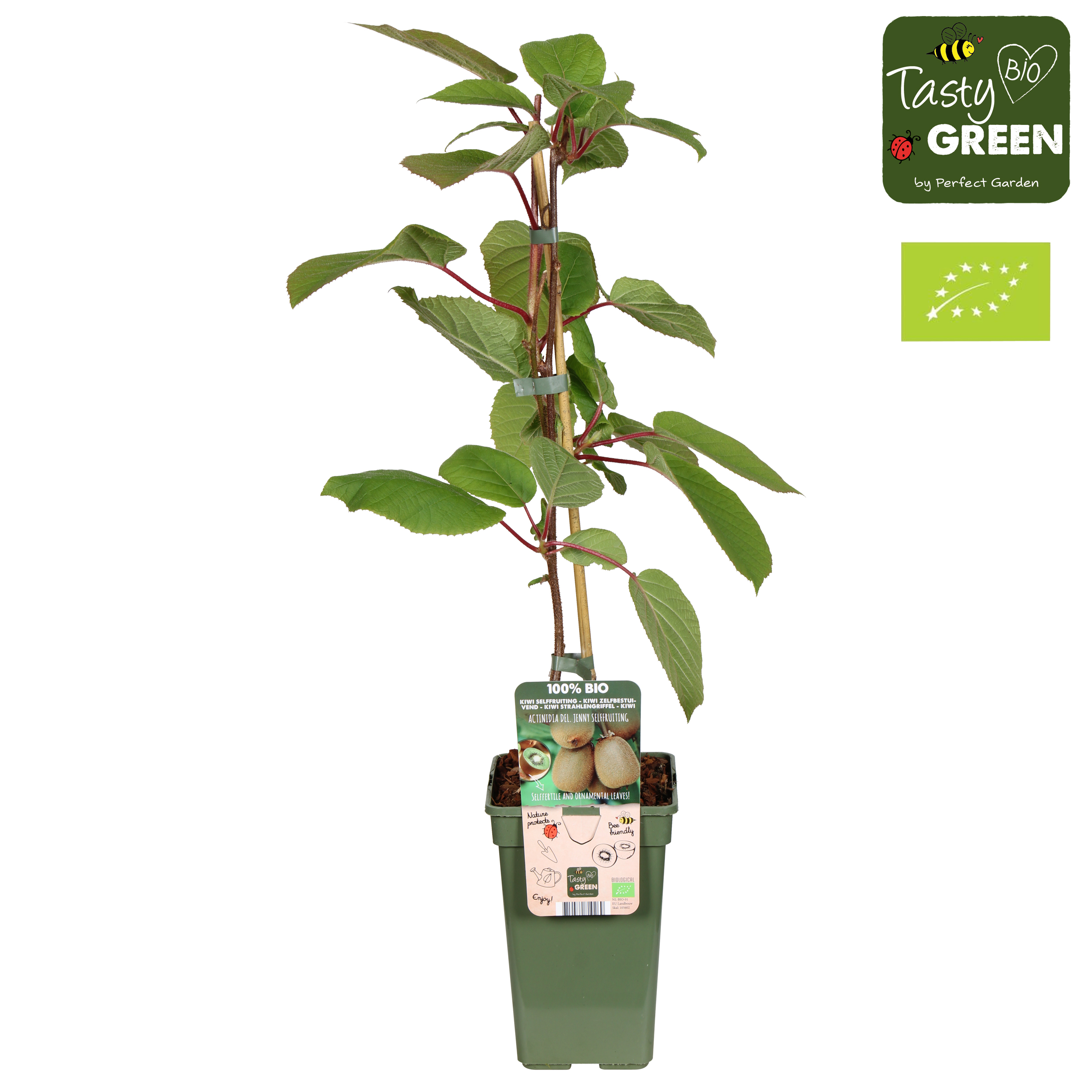 Picture of Actinidia deliciosa Jenny P19 (3 Ltr) organic