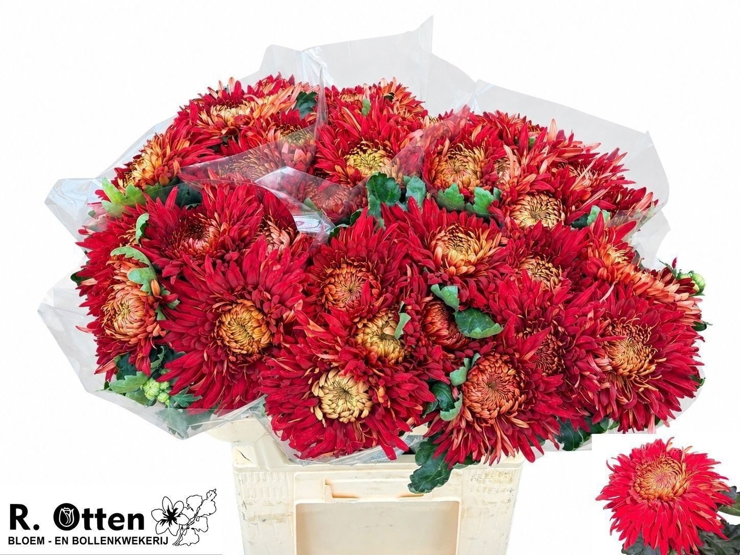 Chrysant Gbu John Riley 70cm