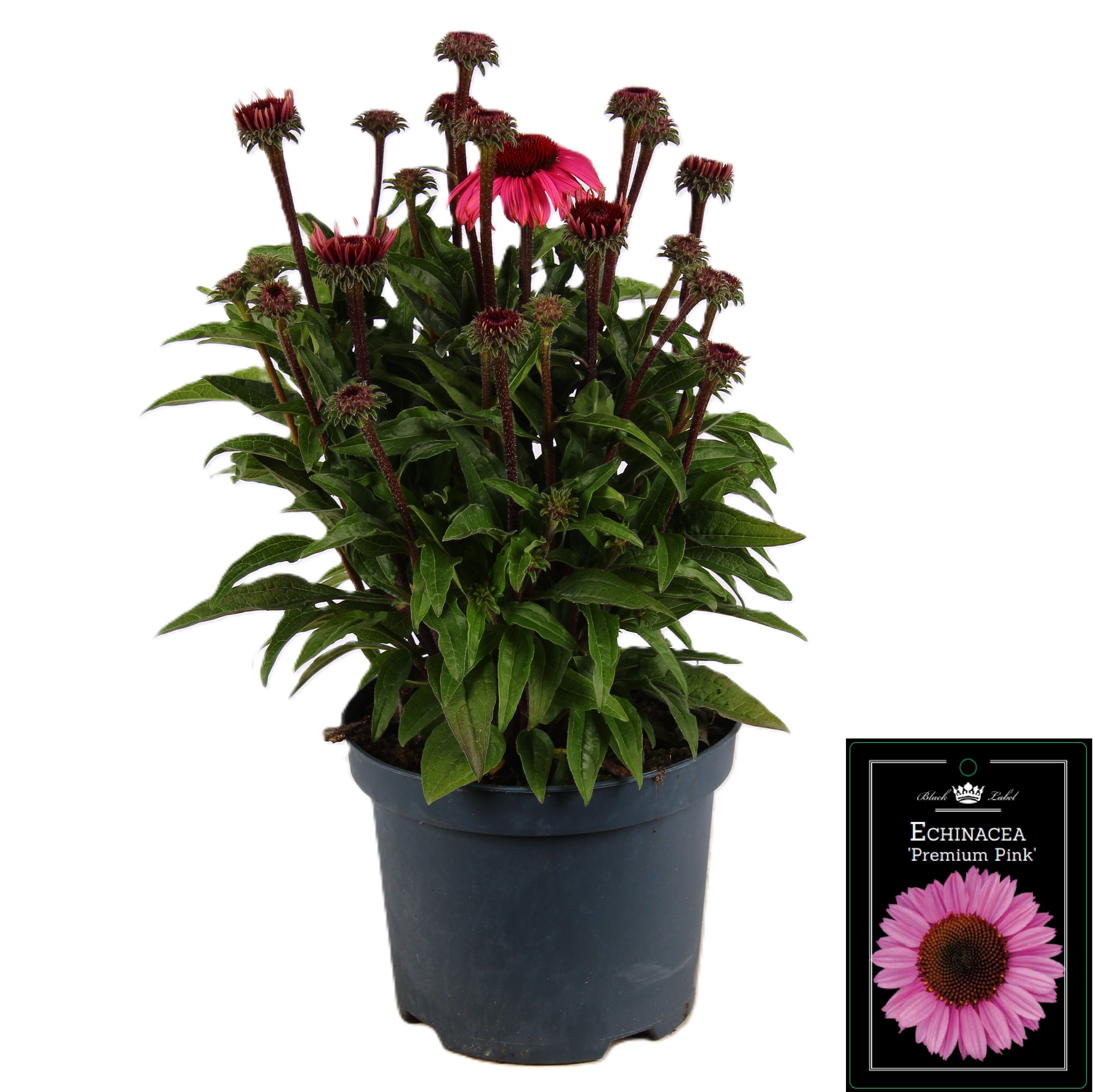 Picture of Echinacea Premium Pink
