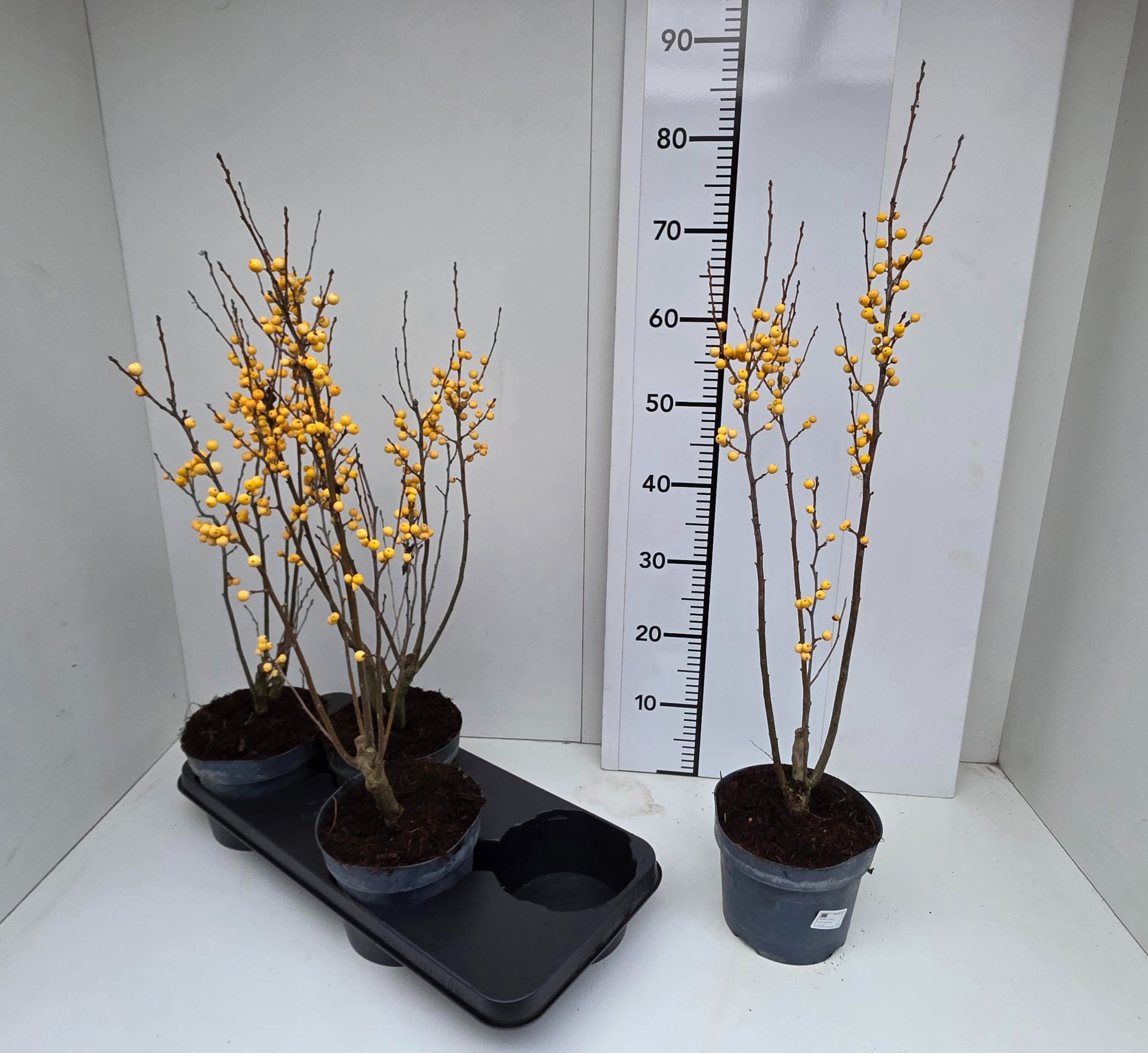 Ilex Verticillata 60cm