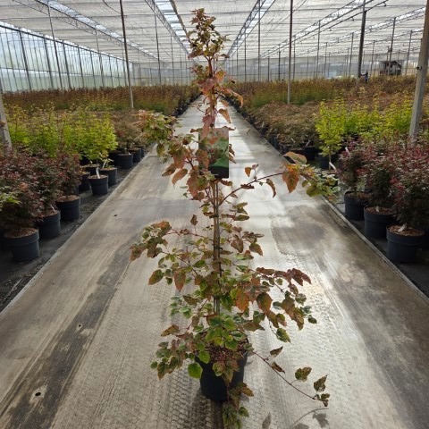 Acer conspicuum 'Red Flamingo'