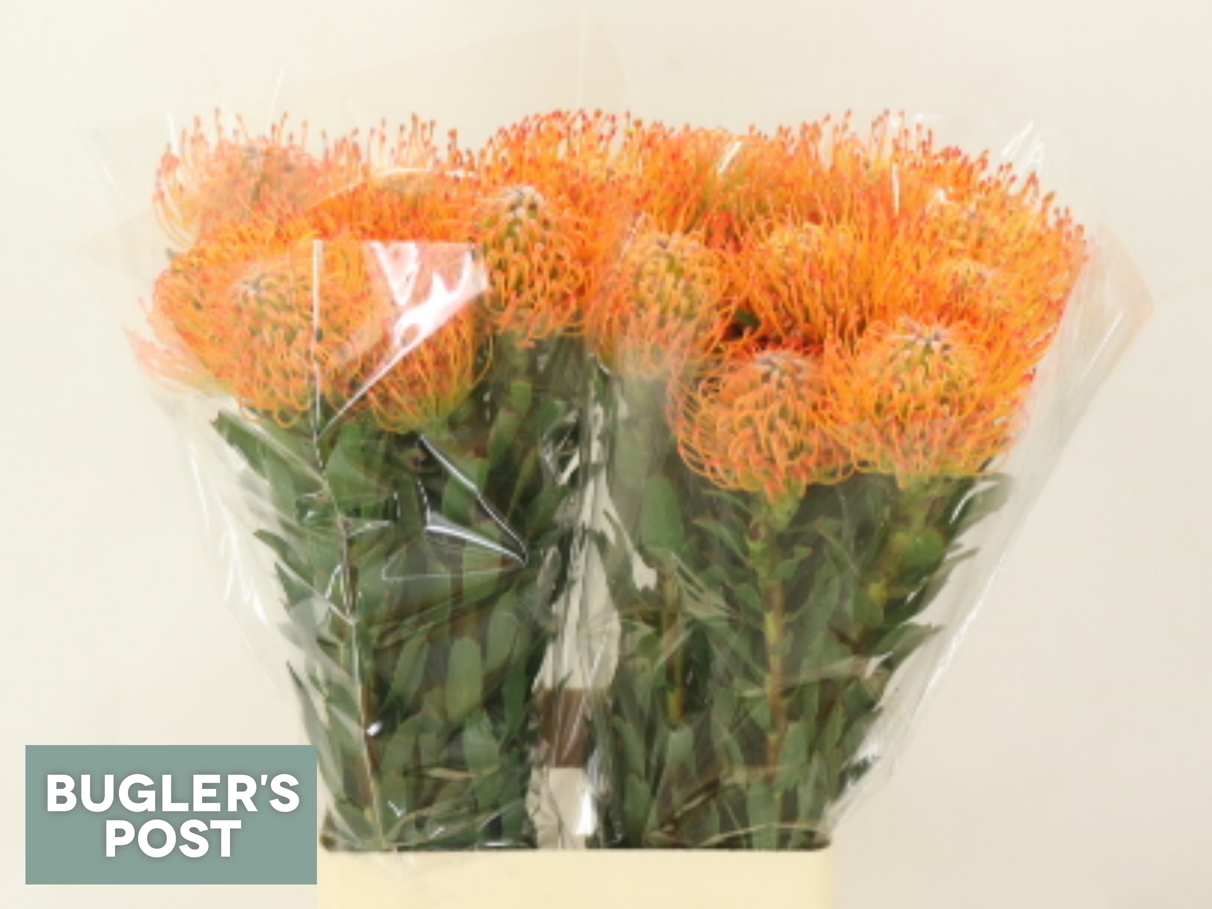 Leucospermum Ayoba Sun 70cm