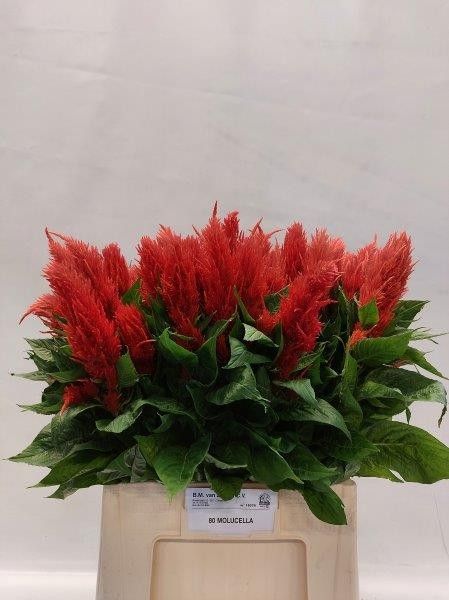 Cel P Cent Fire 70L.cm 23bloei