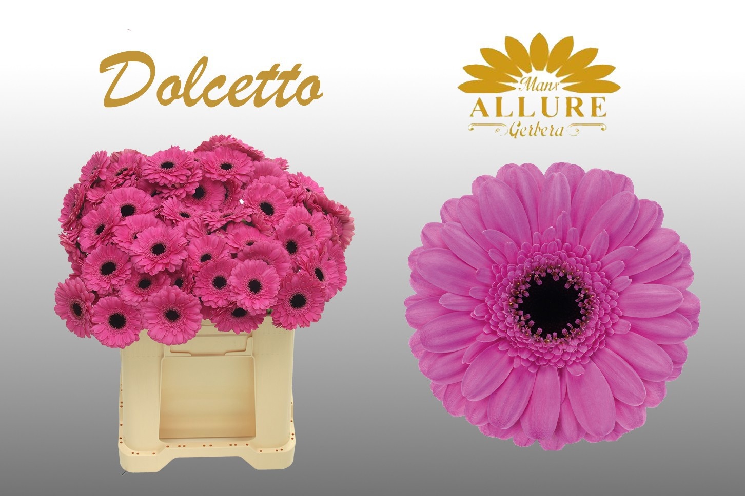 Gerbera Mini Dolcetto