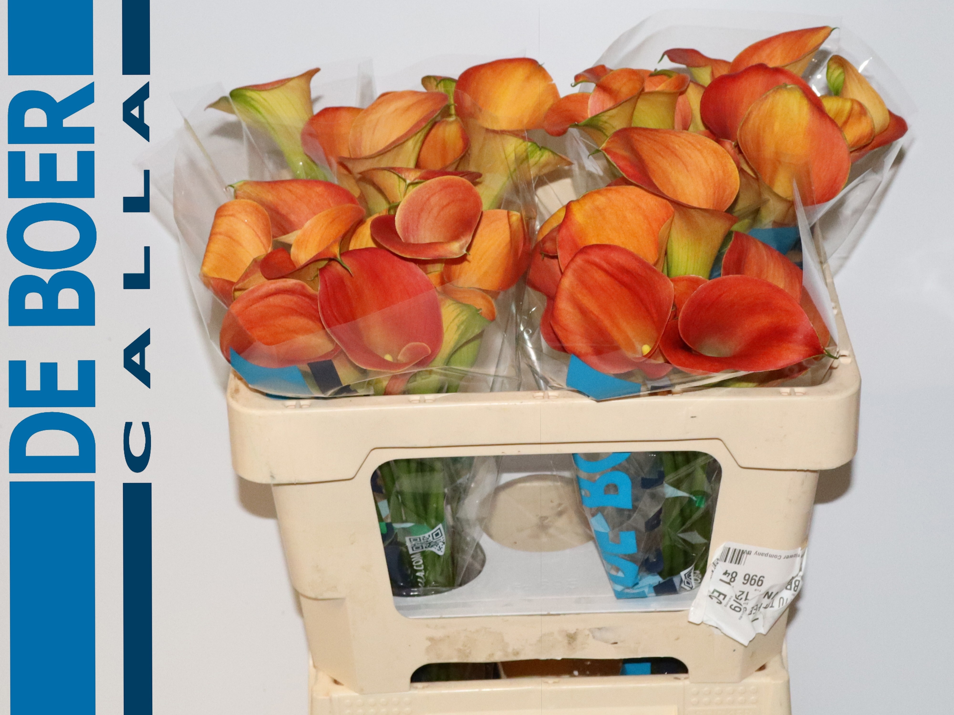 Calla Sunset Passion 50cm