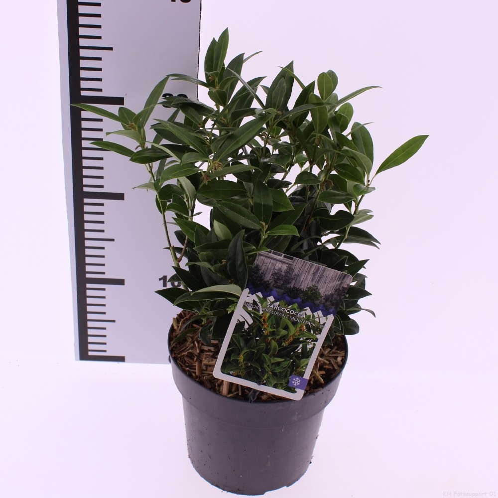 Picture of Sarcococca 'Fragrant Mountain' (Sarsid 4) PBR