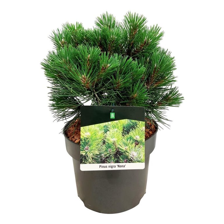 Picture of Pinus nigra 'Nana'