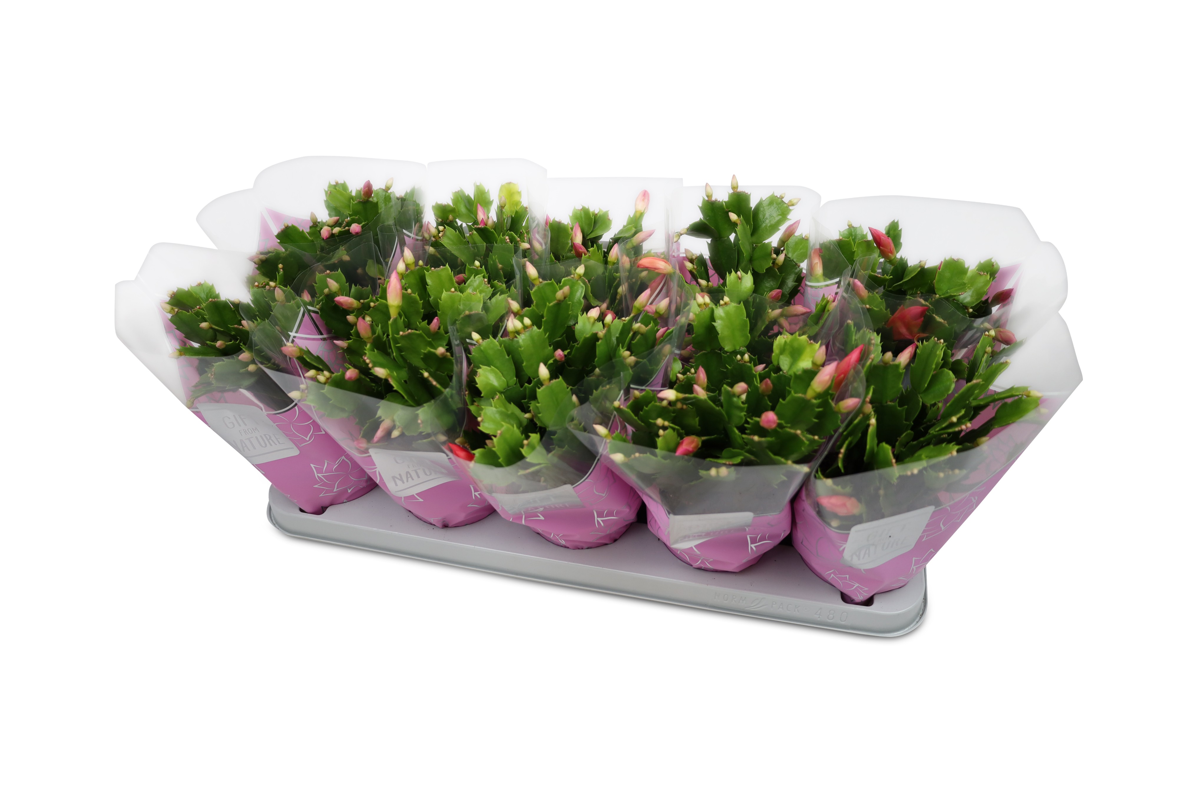 Picture of Schlumbergera truncata Flame Pink GFN hoes P12 30CM