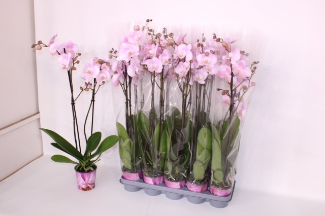 Phal Ov Roze 12P 75H 2TAK 20bloem 23bloei