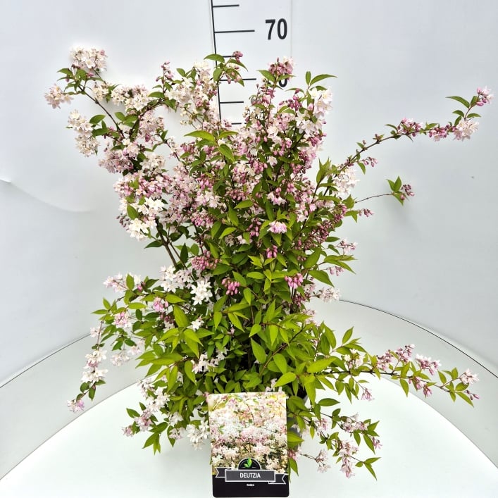 Picture of Deutzia rosea P29 (10 Ltr)