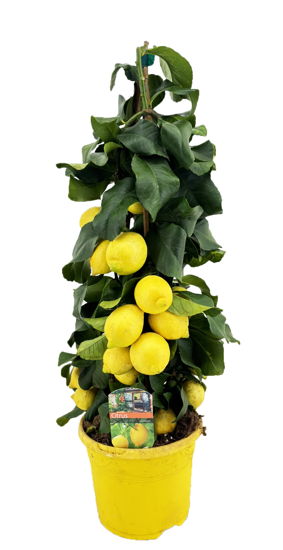 Picture of Citrus lemon piramide P19 (3 Ltr) PYRAMID (LOOSE)