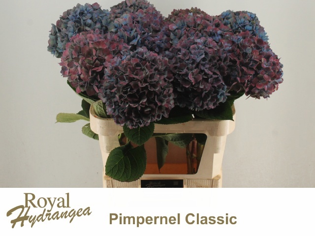 Hydrangea Pimpernel Classic 80cm 23Ø