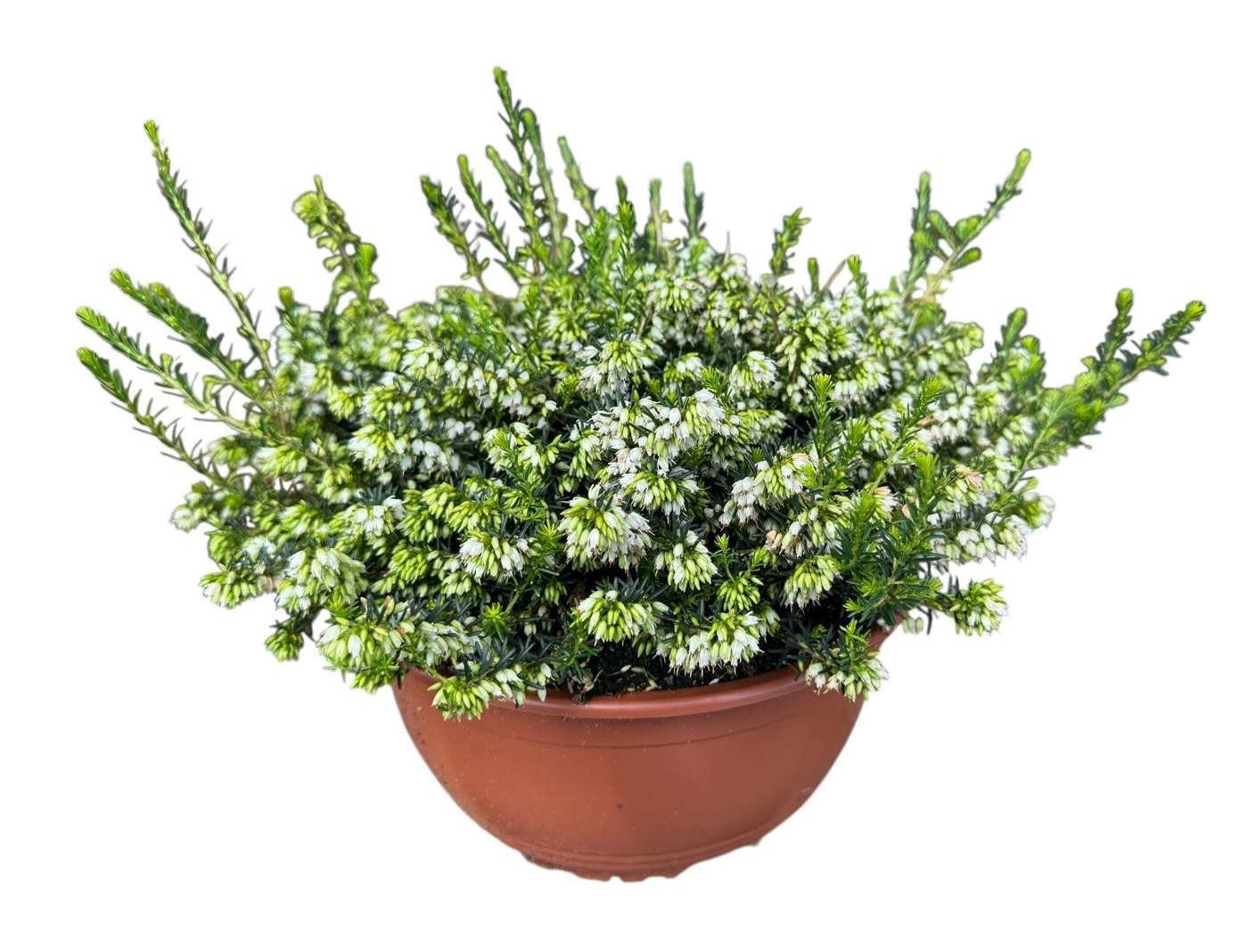 Erica darleyensis 'White Perfection' schaal