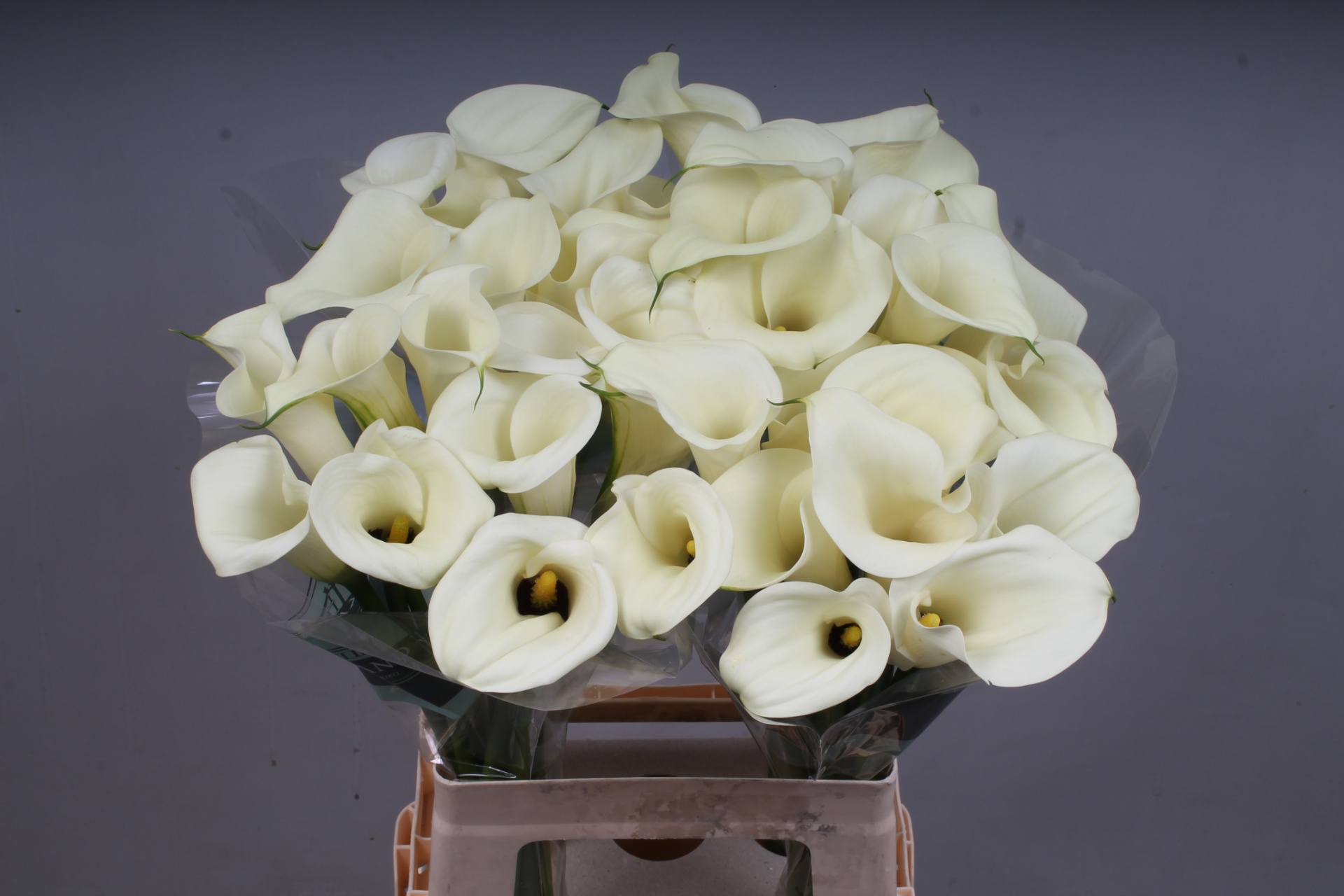 Calla Snowstar 100cm