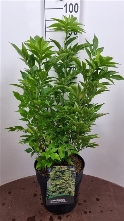 Picture of Sambucus nigra 'Obelisk' ®