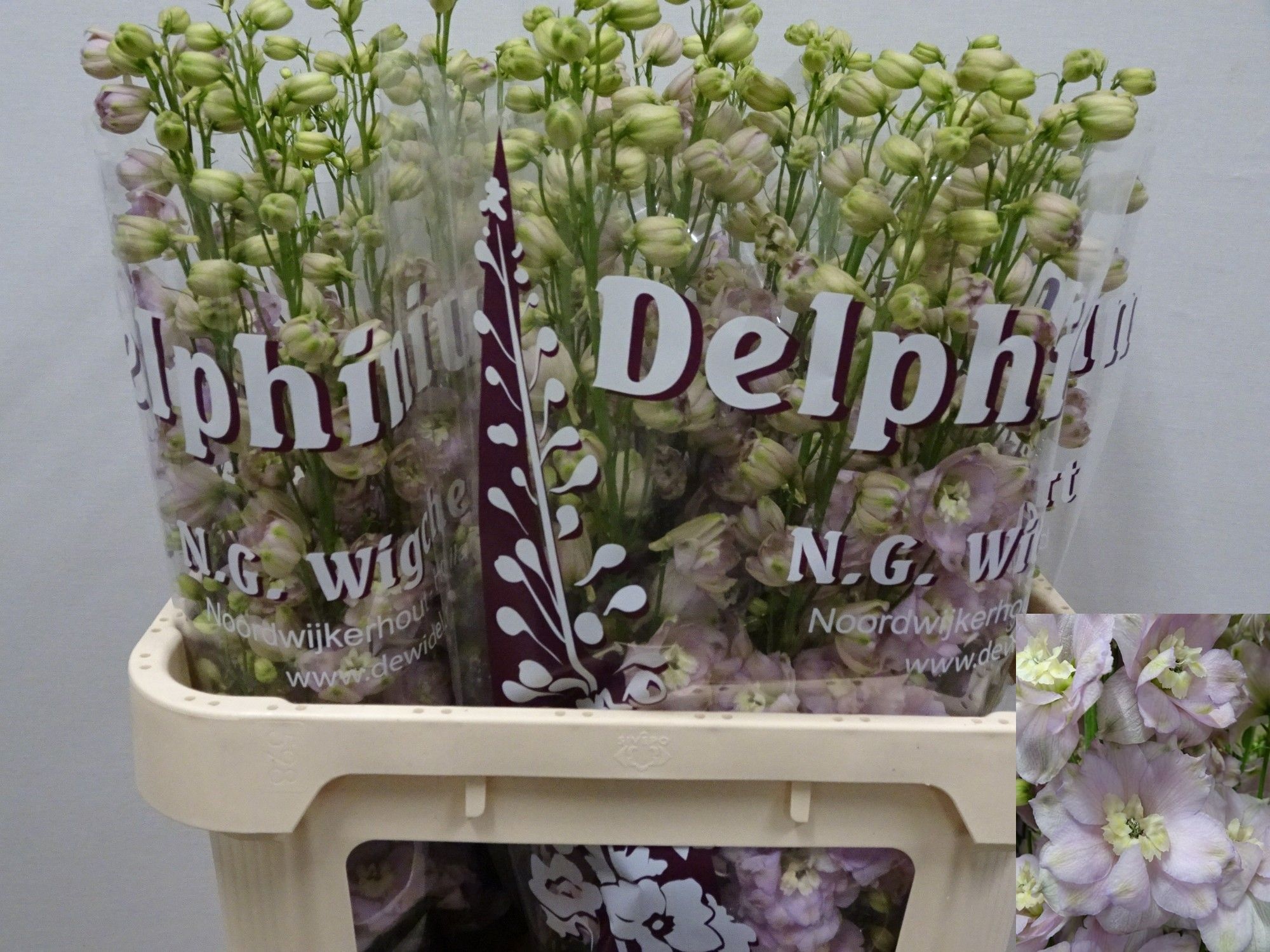 Delph El Dew Fame