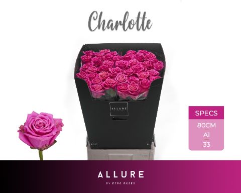 R Gr Tan Charlotte