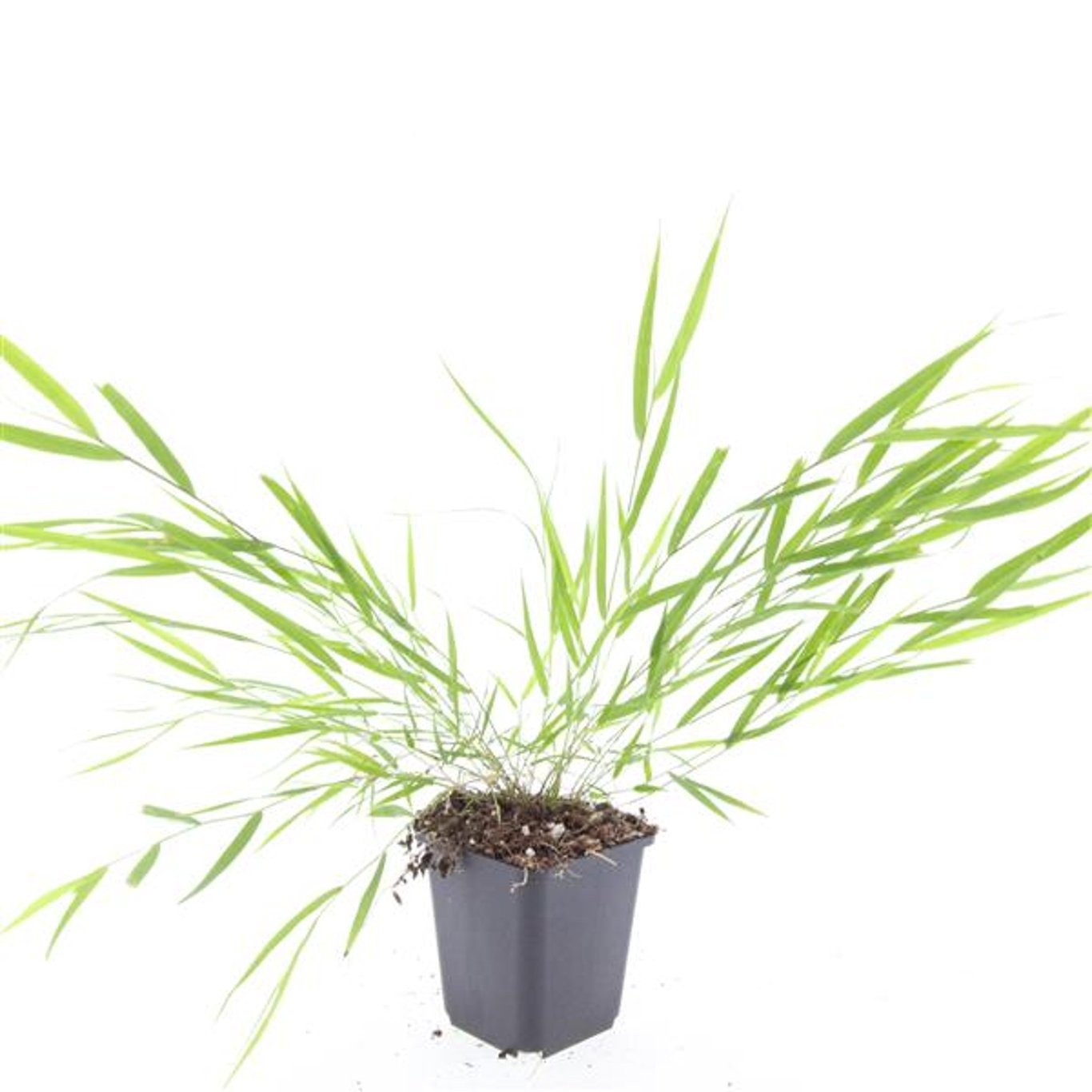 Hakonechloa macra