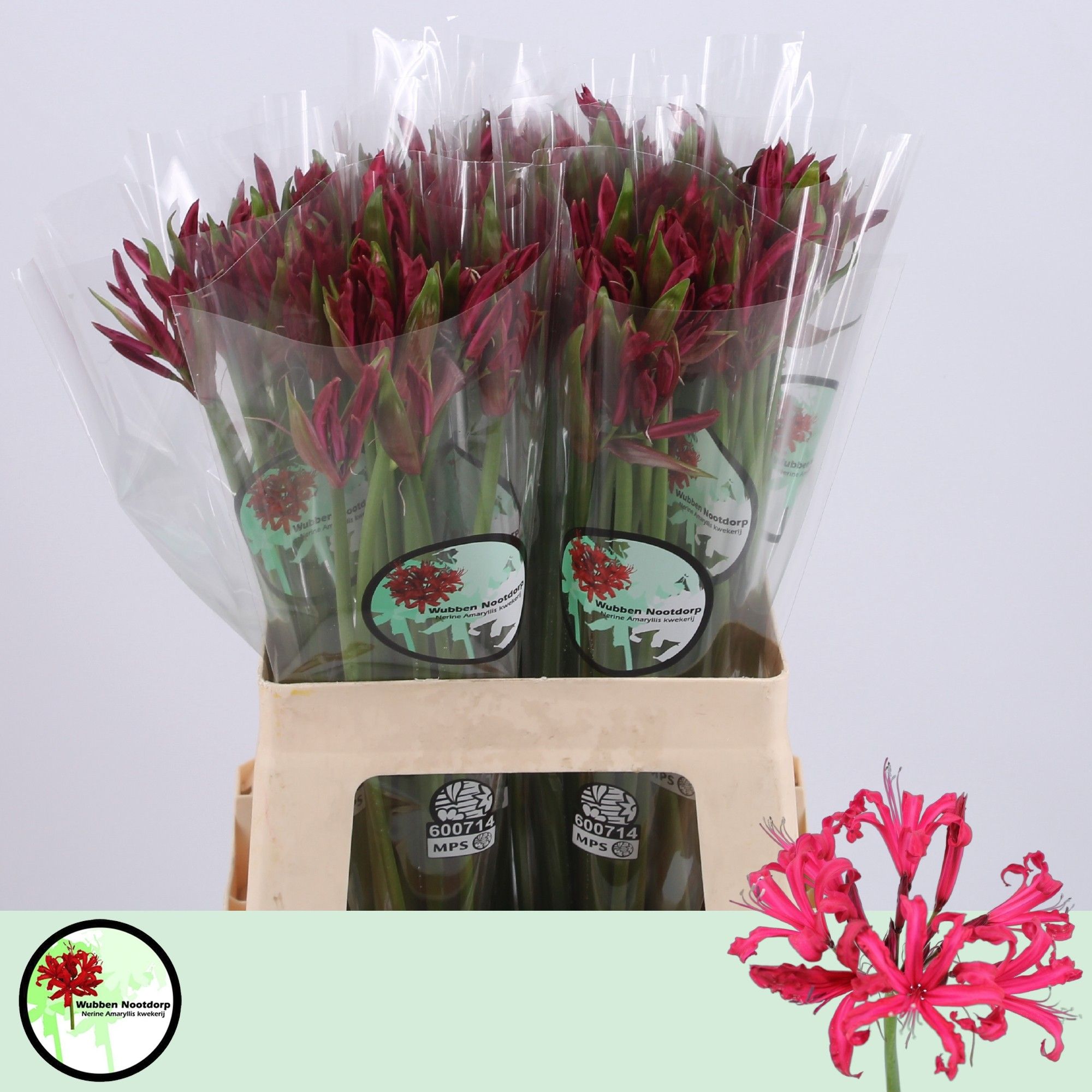 Nerine Mr John 60cm