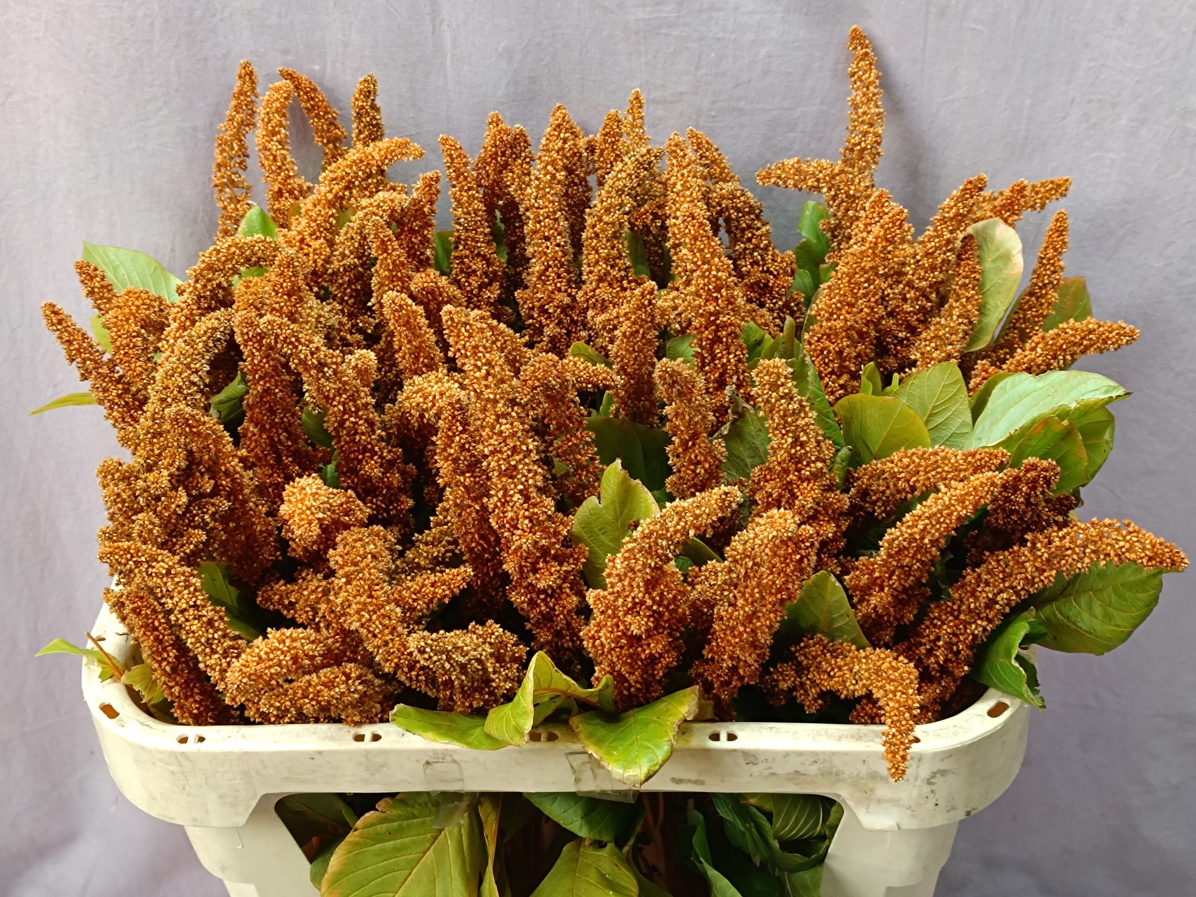 Amaranthus Hot Biscuits