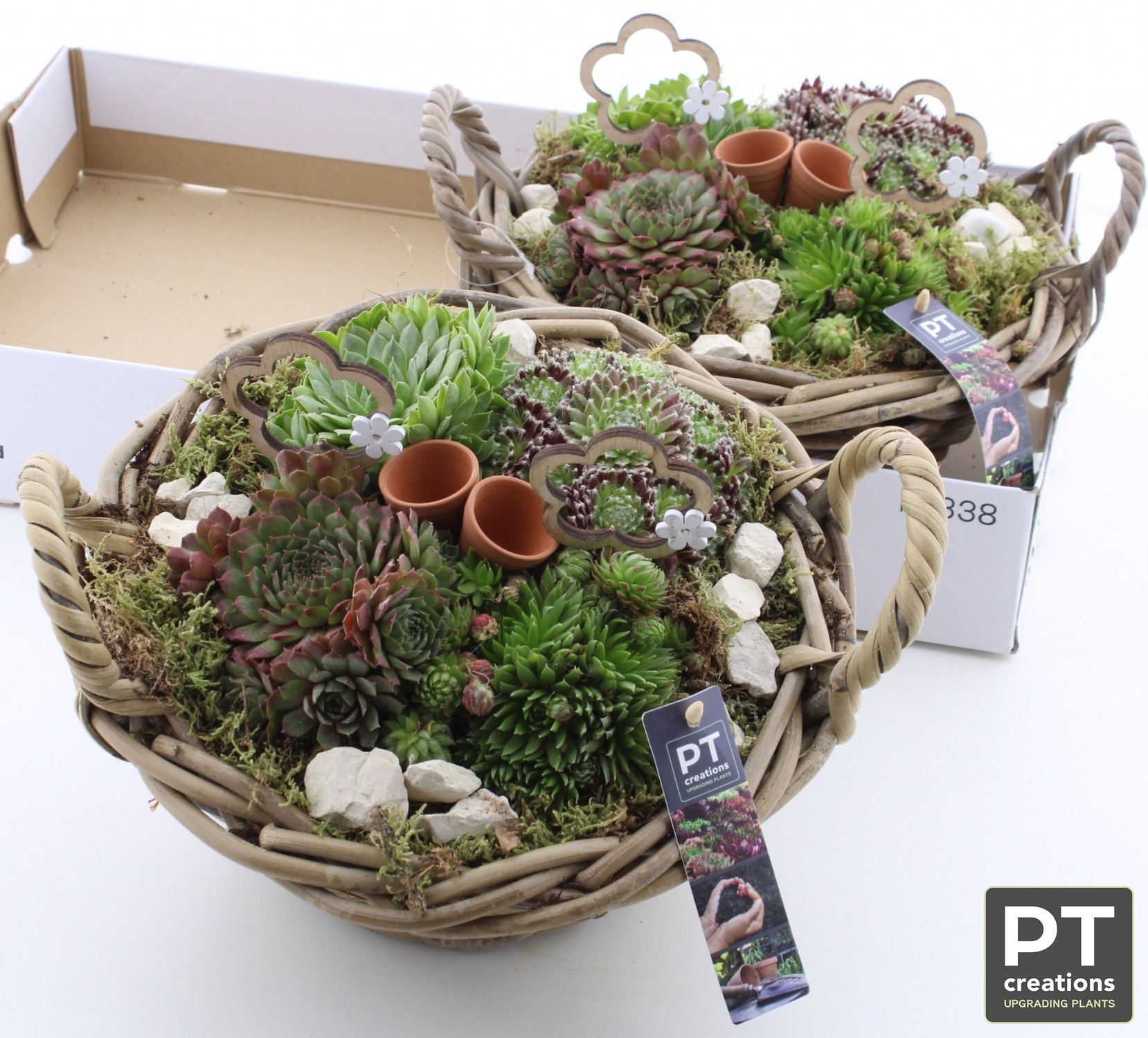 Arr Sempervivum 32P 25cm