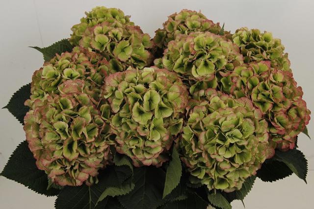 Hydrangea Verena Classic Red Green 80cm 21Ø
