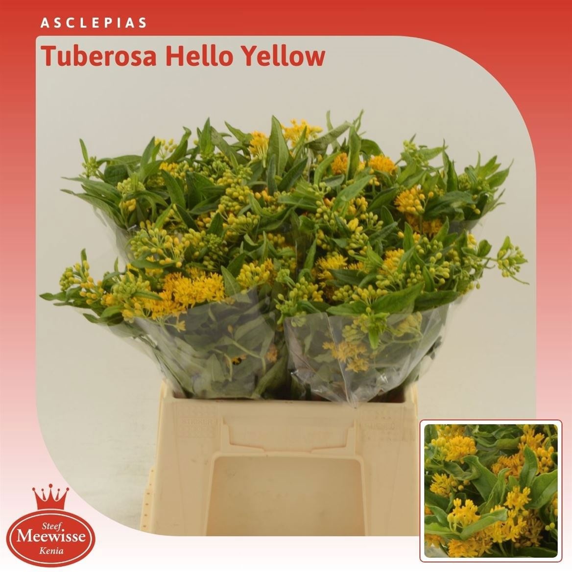 Asclepias Hello Yellow 40cm