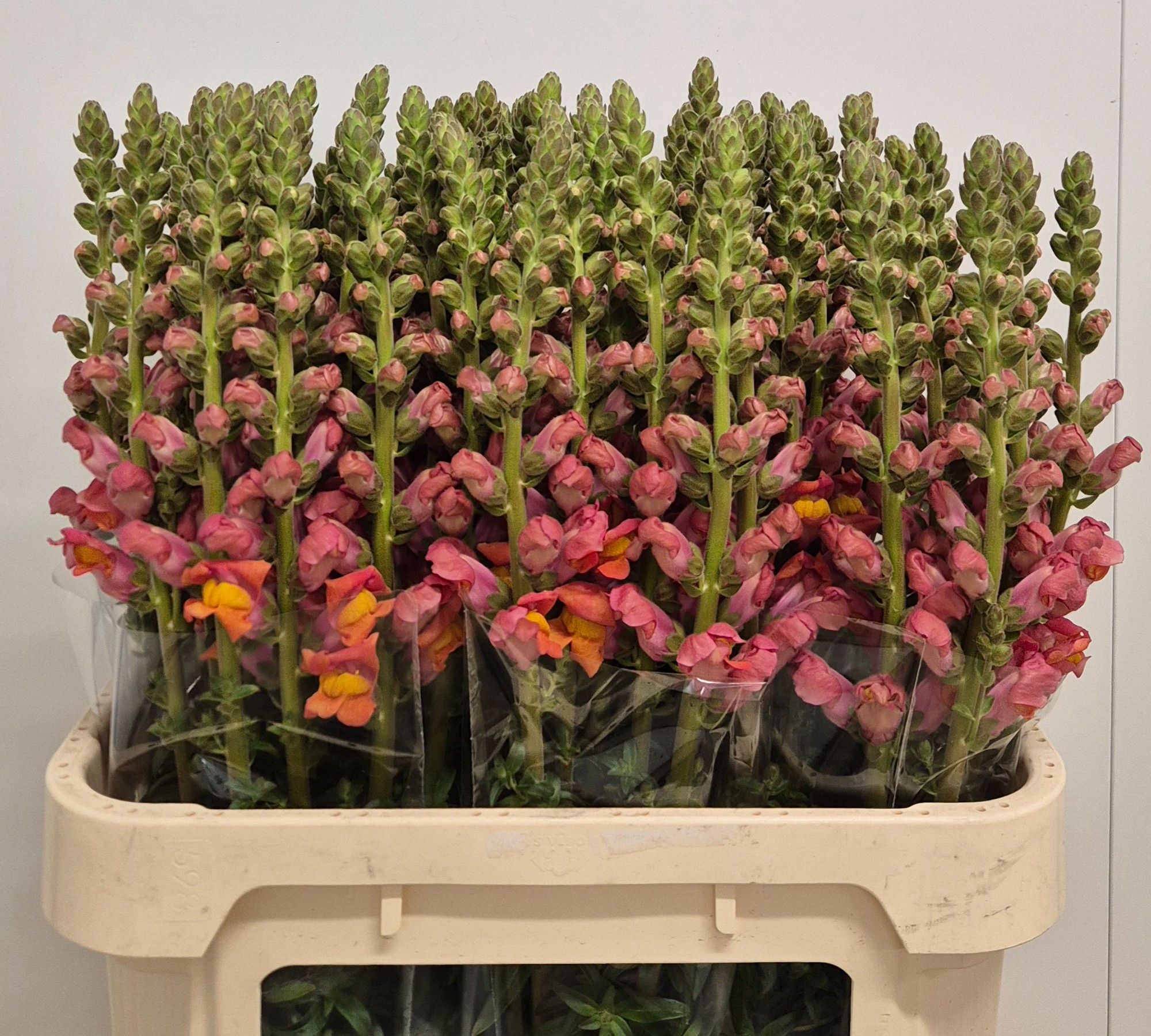 Antirrhinum Poto Dark Orange 70cm