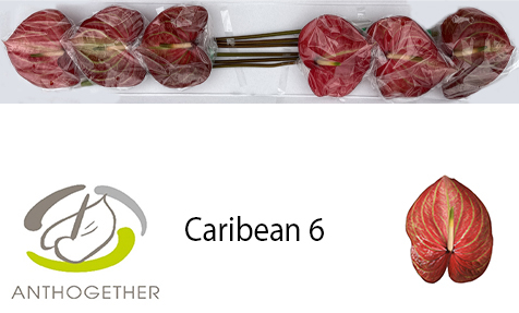 Anth A Caribean