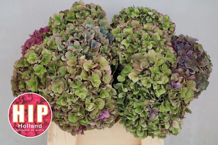 Hydrangea Rodeo Classic Pink 40cm 16Ø