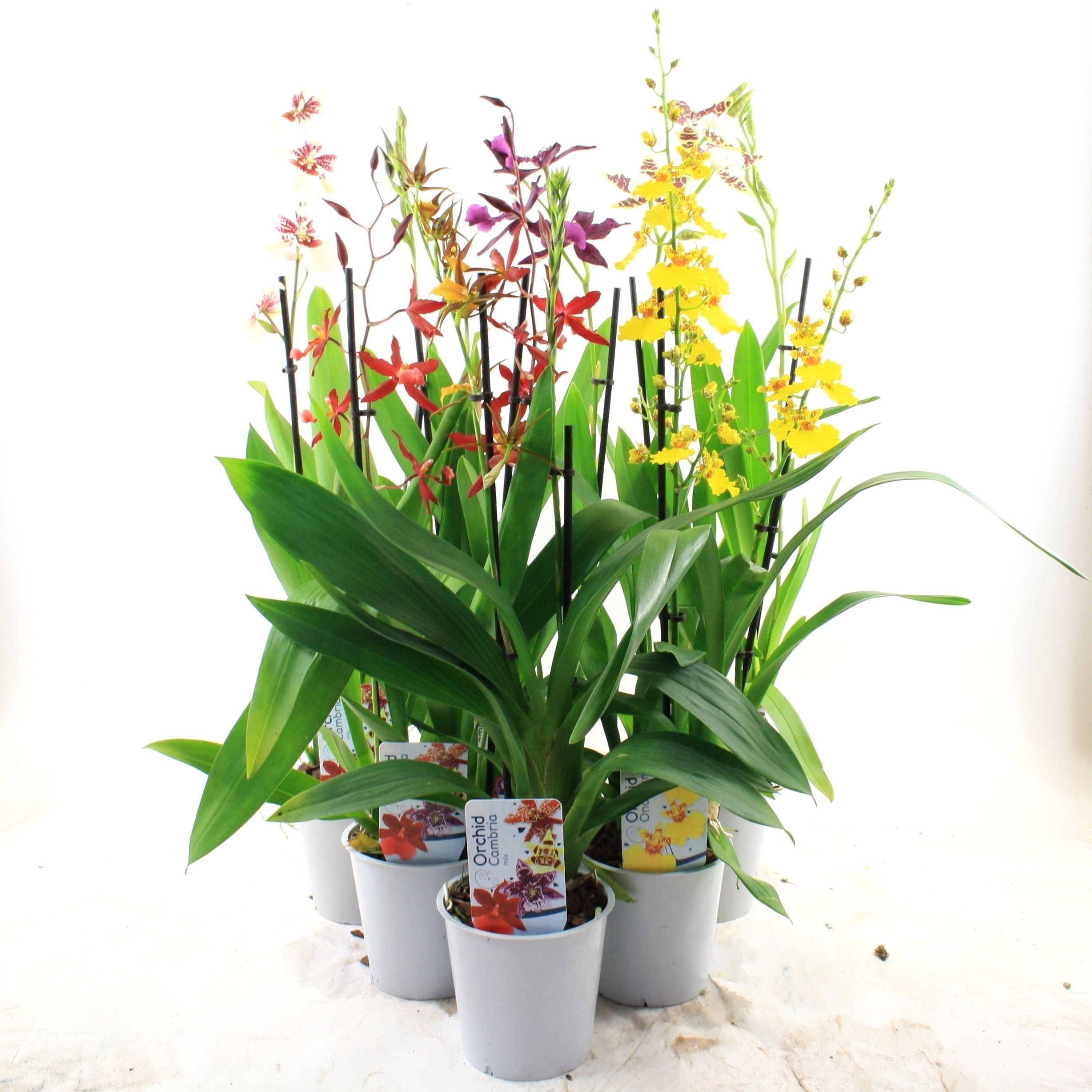 Orchideeen Gemengd
