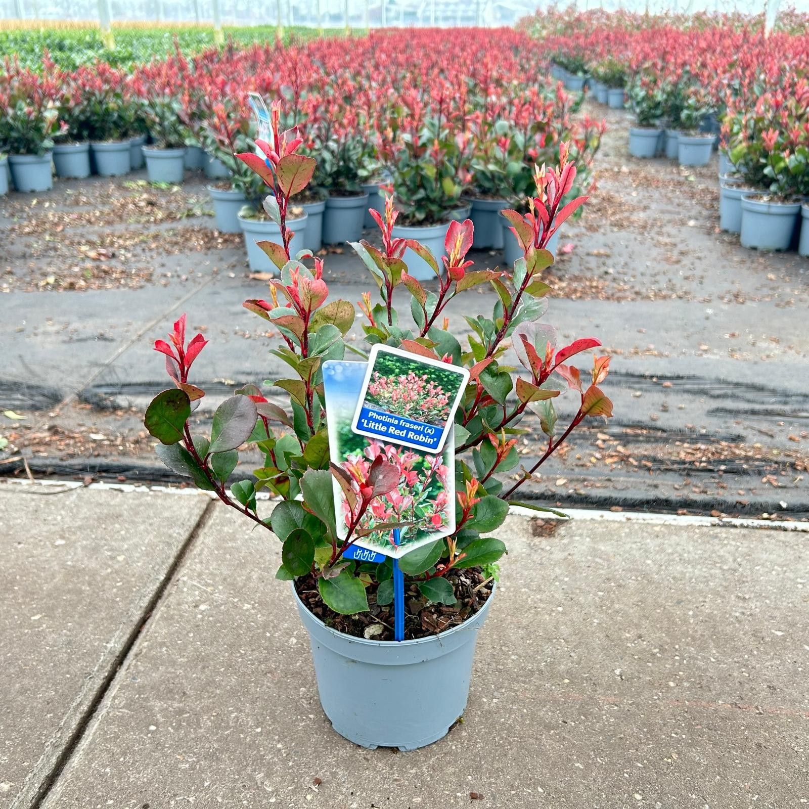 Picture of Photinia fraseri 'Little Red Robin'