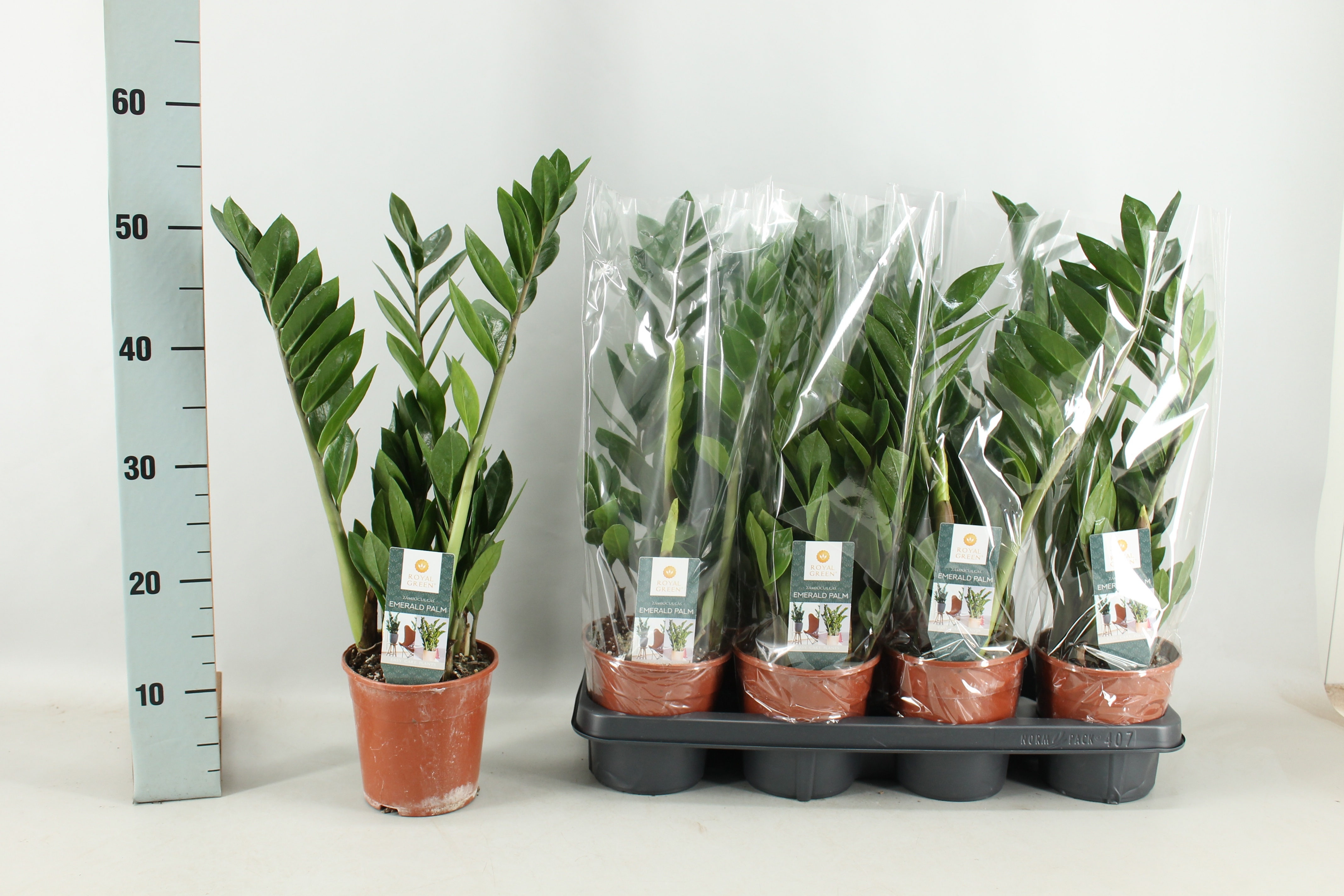 Zamio Zamiifolia 14P 50H 3TAK
