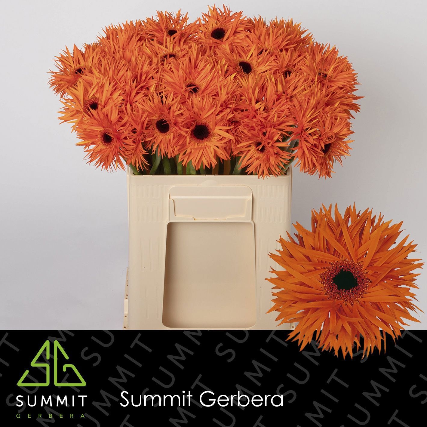 Gerbera Spider Orange Springs 50cm 10Ø
