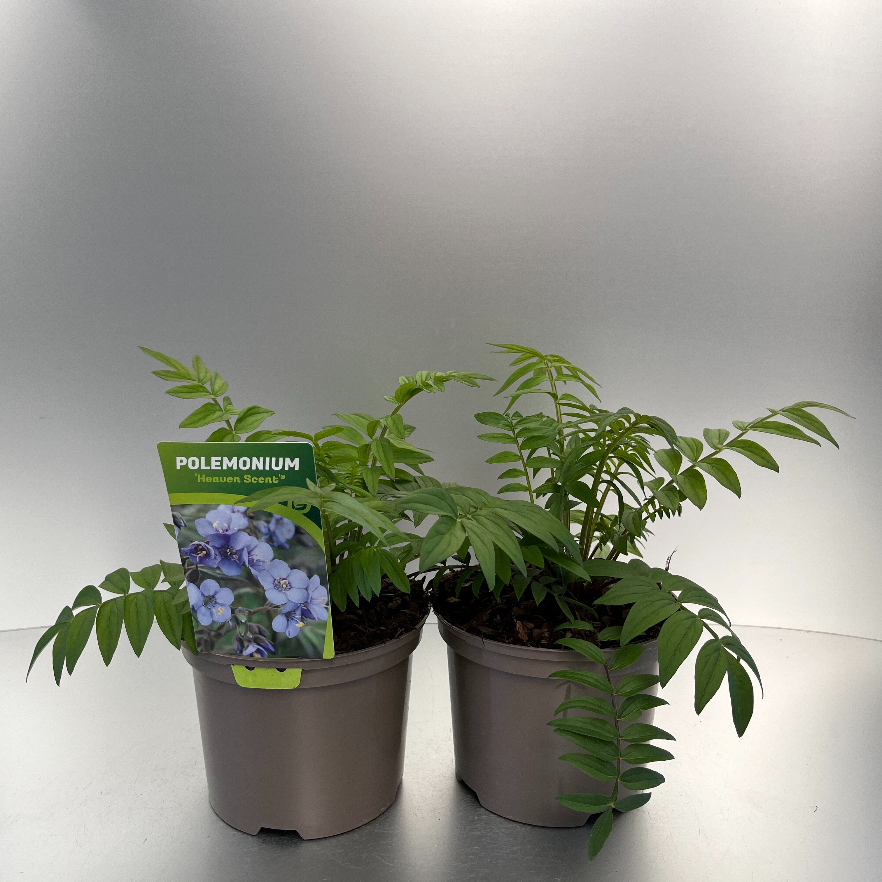 Picture of Polemonium reptans Heaven Scent P17 (2 Ltr)