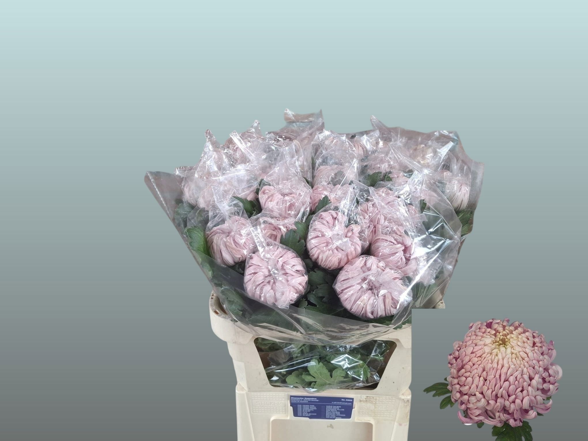 Chr G Vienna Pink