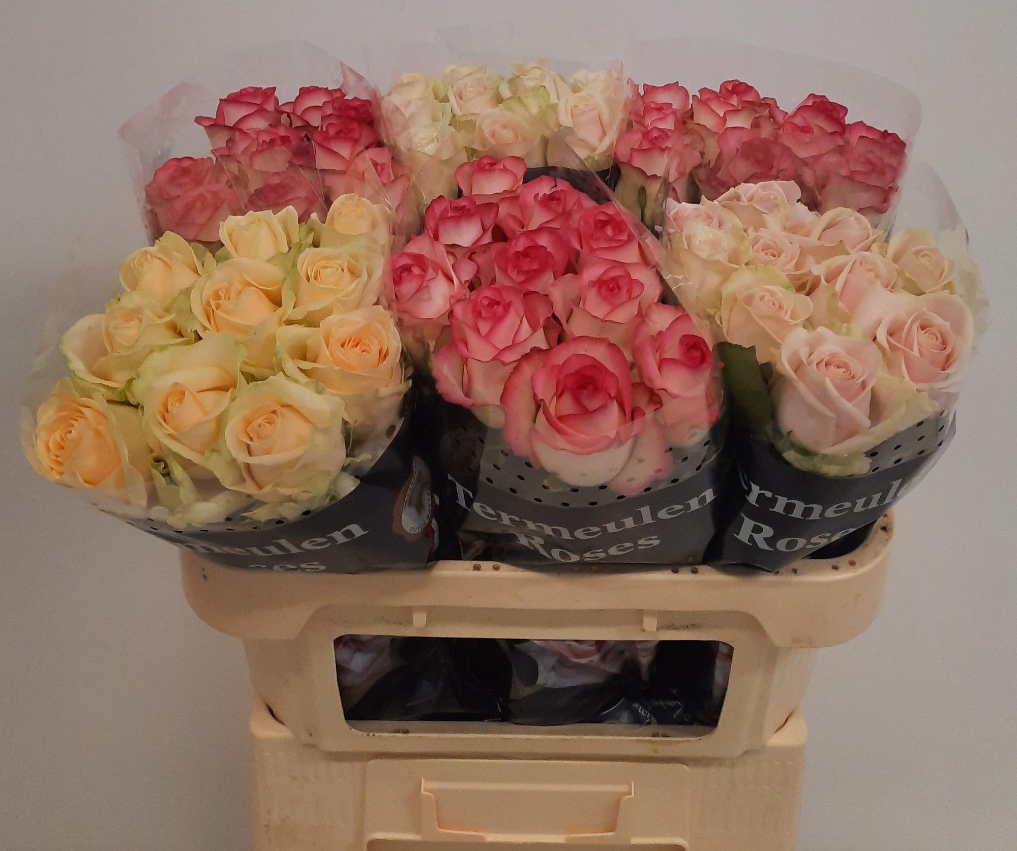 Rosa Mixed In Bucket 70cm