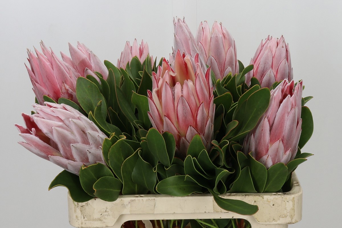 Protea Cynaroides