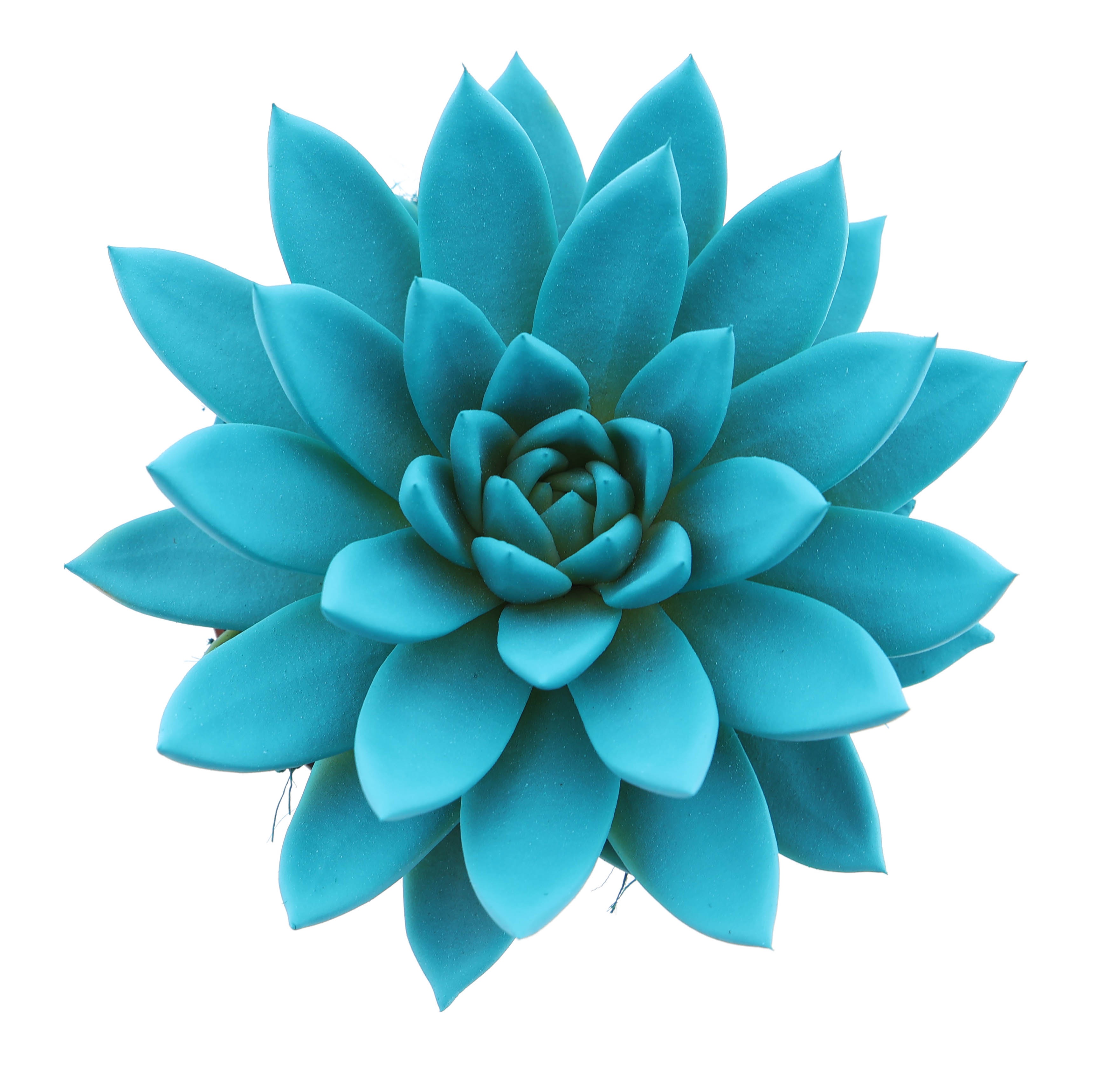 Echeveria 'Miranda' Rainbow Mint Painted | OZ Planten