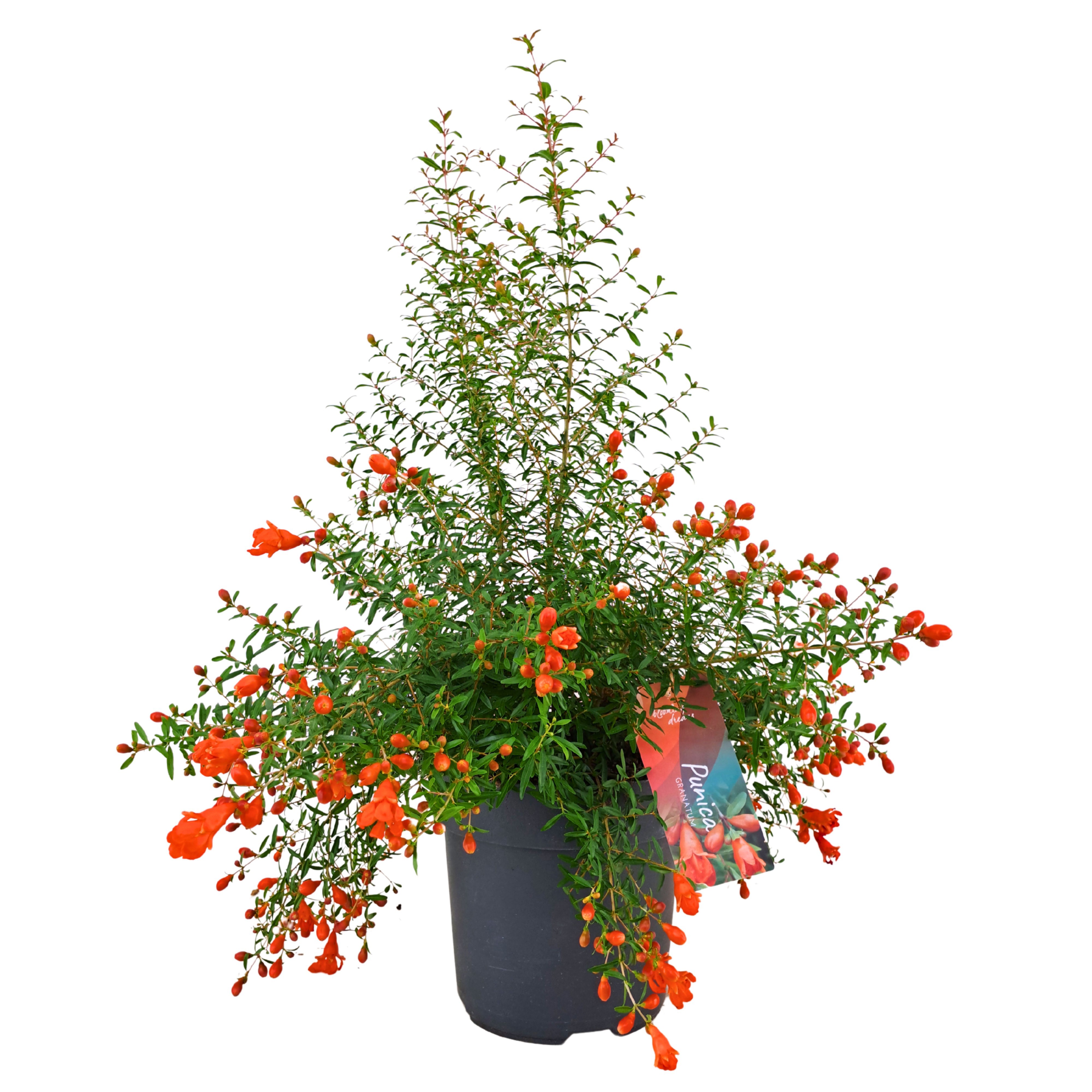 Punica granatum 'Nana'