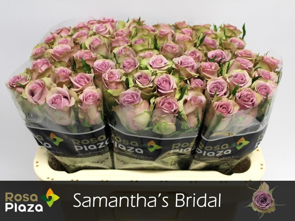 Rosa Samantha Bridal 60cm