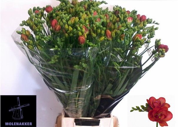Freesia Double Red Bell 70cm 34gram