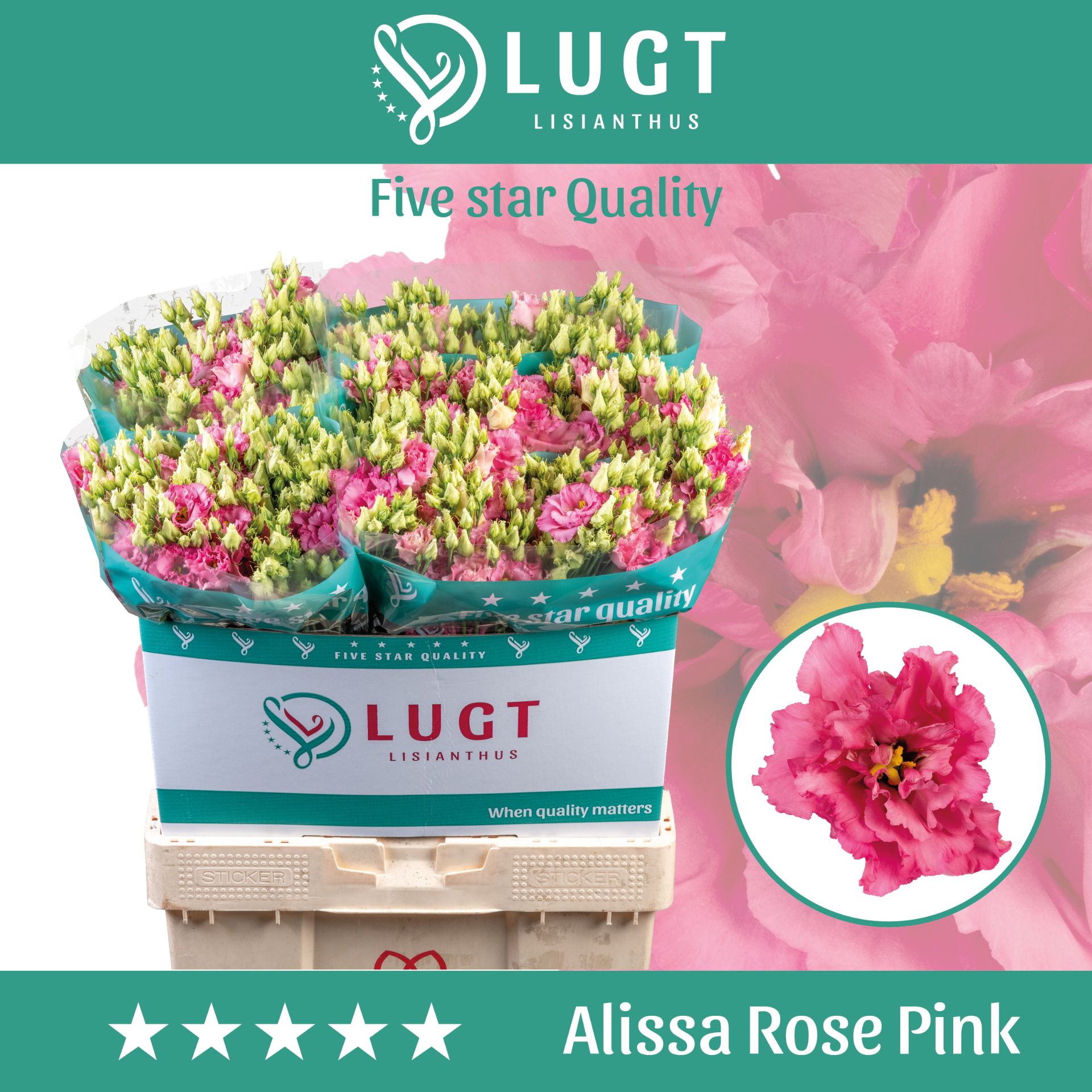 Eus G Alissa Rose Pi