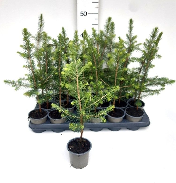 Picea abies