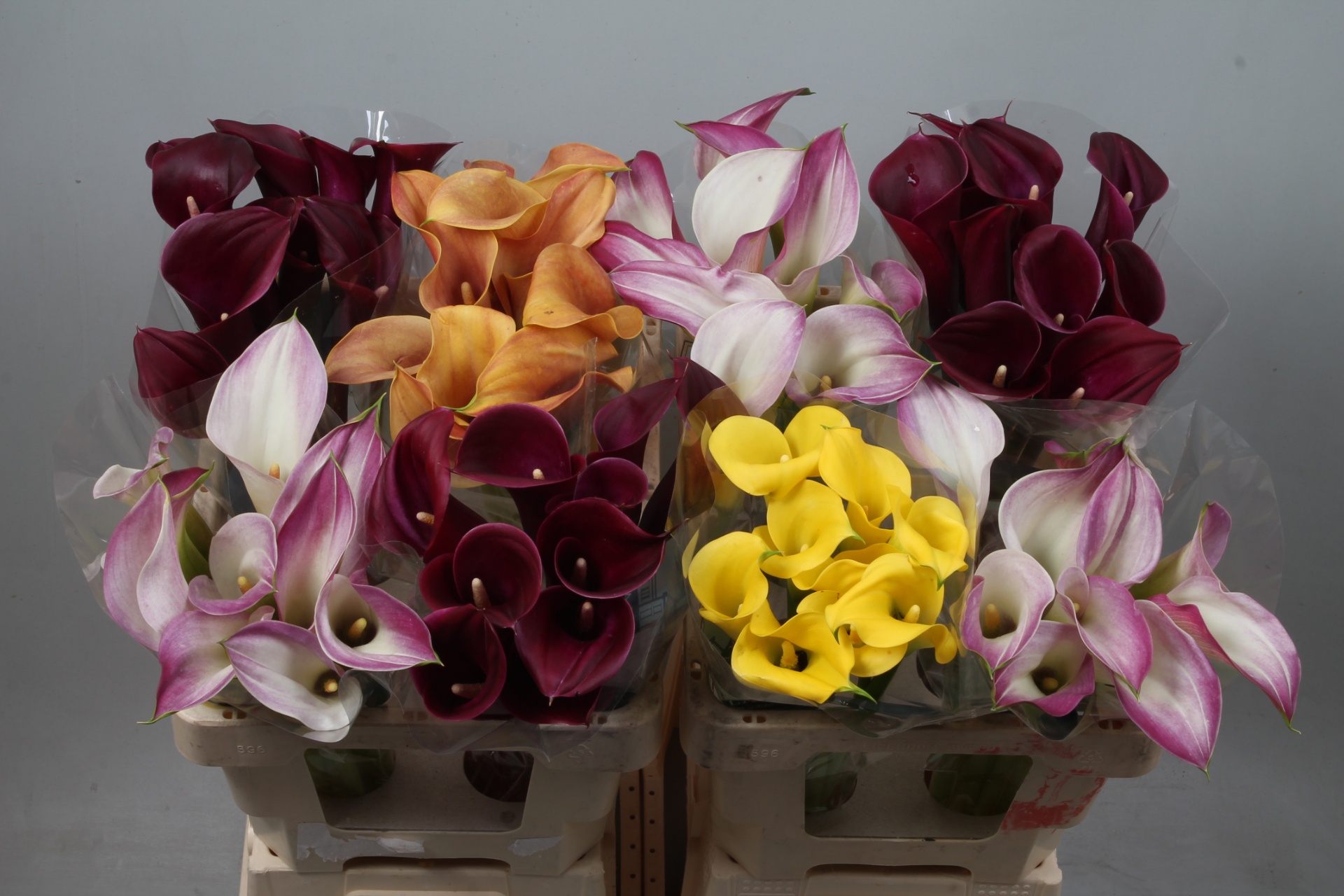 Calla Assorted 50cm