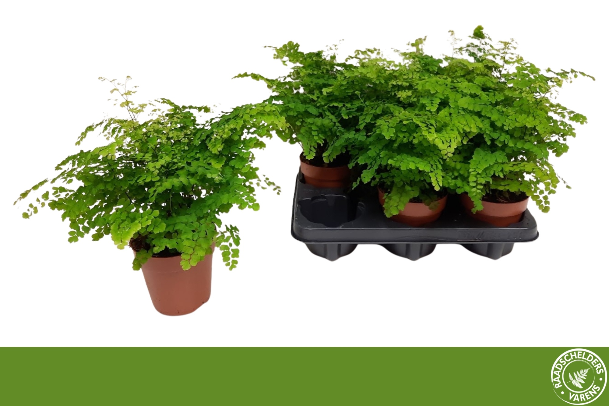 Adiantum raddianum 'Fritz-Luthi' - Venushaar