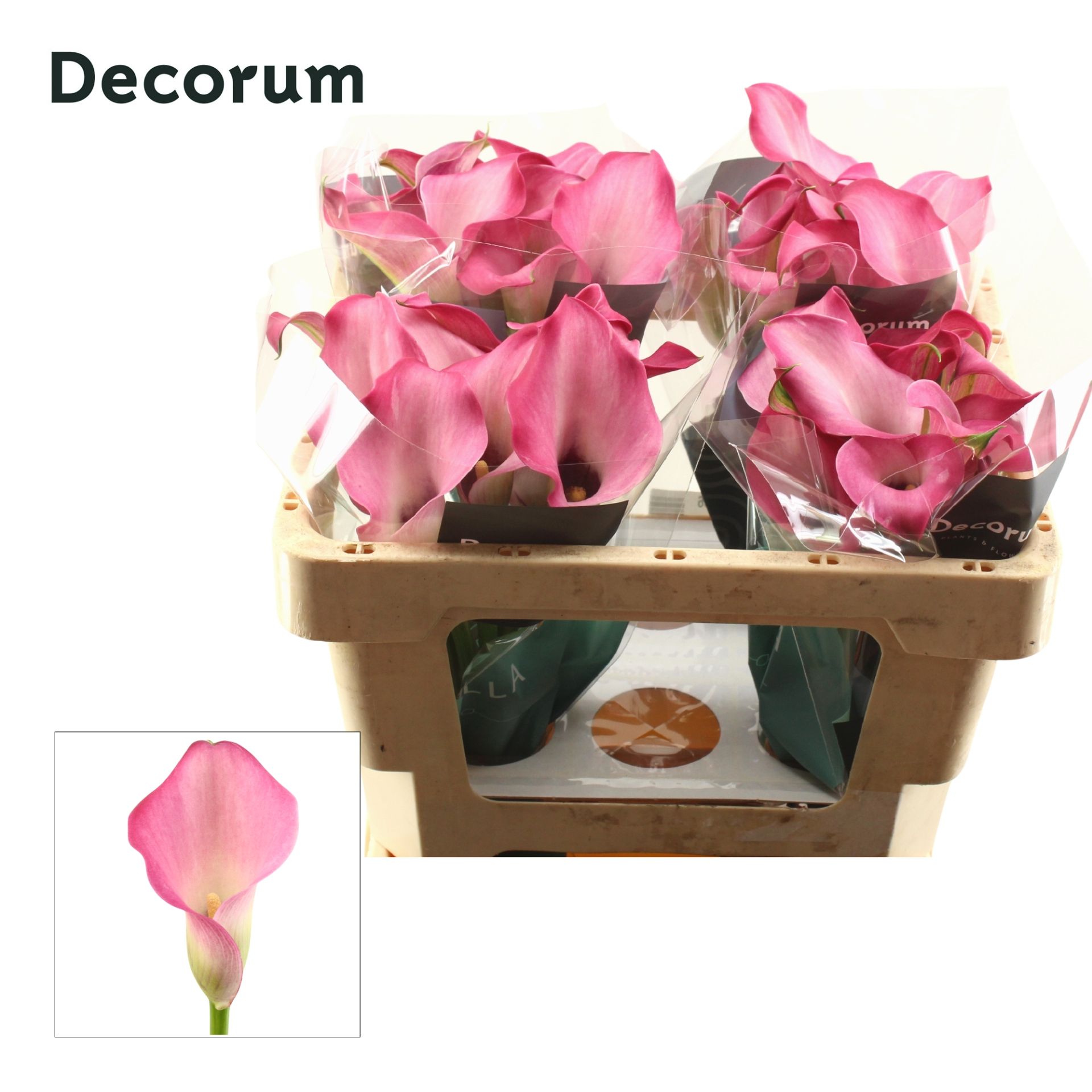 Calla Zazu 45cm
